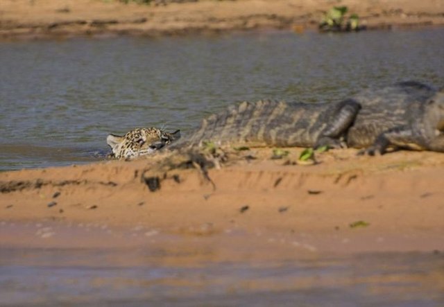 Timsah olacaklardan habersizken jaguar bir anda saldırıyor.