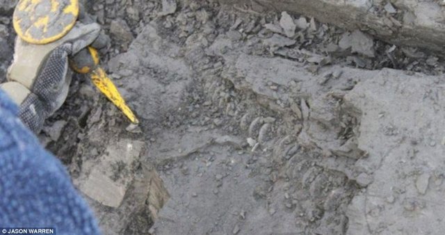 Sebebi ise Noel'den bir gün sonra kıyıda bulunan dinozor fosili... -