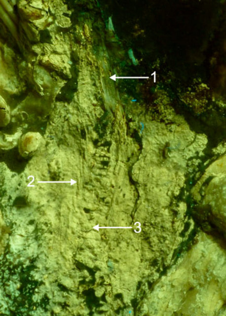 Kertenkelenin, bu balığı sindirecek vakti bulamadan öldüğü anlaşılıyor.