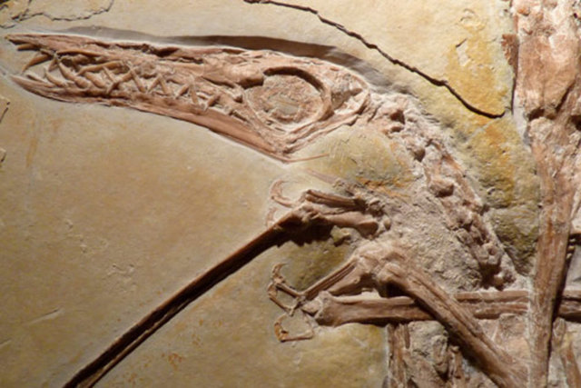 Uçan kertenkelenin kanatları, yaklaşık 63 santim uzunluğundaki balığın ağzına sarılmış bir halde bulundu. Kanat açıklığı neredeyse 68 santim olan kertenkelenin, balığın ağzını makara gibi sarmaya çalıştığı düşünülüyor.