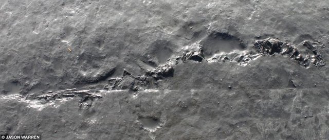 Neredeyse eksiksiz halde bulunan ichthyosaur türü dinozorun kemikleri 8 saatlik uğraşlar sonunda bulunduğu yerden çıkarıldı...