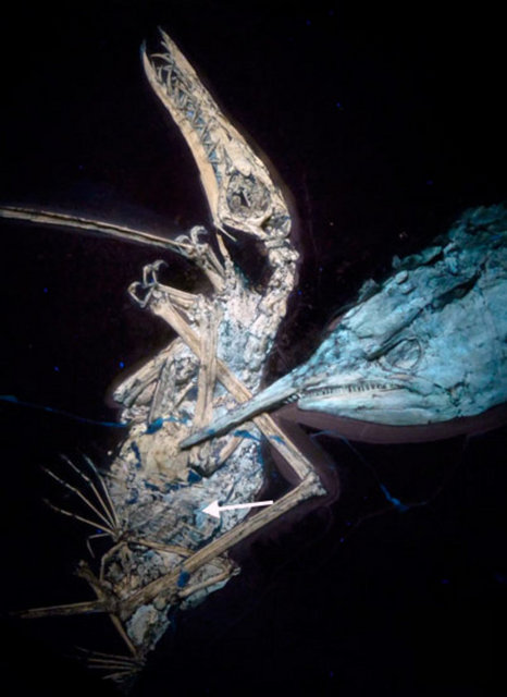 Karlsruhe kentindeki Eyalet Doğal Tarih Müzesi yetkilisi Frey, "Sanıyorum ki bu karşılaşma her iki tür için öldürücü oluyordu... Balıklar, çok akıllı olmadıkları için ne yediklerine dikkat etmeyebiliyor" dedi.