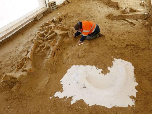 Tek parça mamut - Parçalanmamış ve tek parça bir mamut iskeleti 2012'de Paris yakınlarında bulundu. -