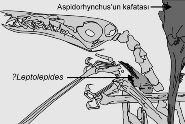 Fosilin tasvir ettiği hayatta kalma mücadelesinin yanı sıra, ortaya çıkan en ilginç detaylardan biri de, öldüğü sırada kertenkelenin boğazında hala çok küçük bir balığın, leptolepides'in bulunması.