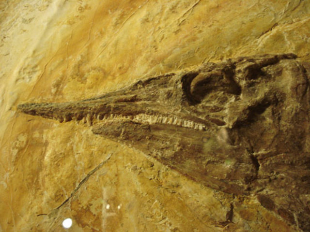 Bilim insanları, bugün var olmayan zırhlı balığın uçan kertenkeleyi genelde tercih etmediğini ve yanlış bir saldırı düzenlemiş olabileceğini düşünüyor.