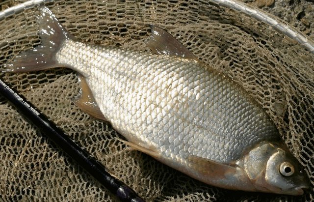 Eğer Ladik gölüne gidersenizde, mutlaka tahta balığı ve turna balığının tadına bakın.