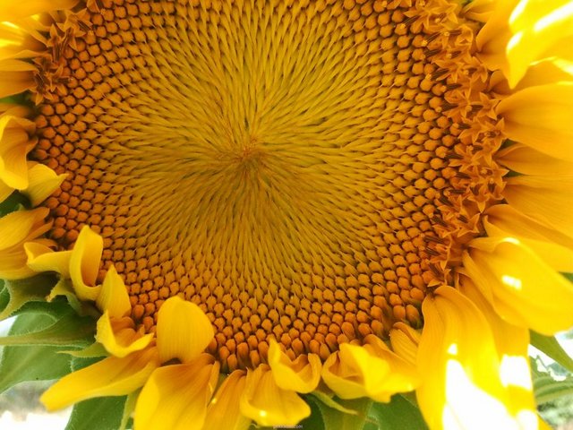 Ay çekirdeği:  - Antioksidan bakımından zengin tohumu ile selülit dokusunu yok etmeye yardımcı olur.