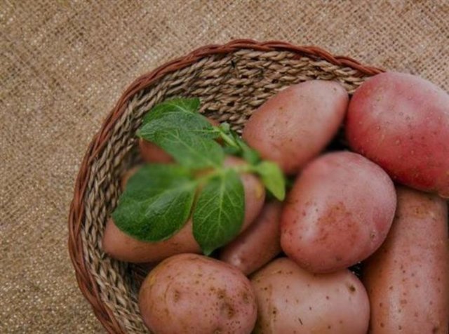 Patates - Çiğ patates suyu mide yanmasının doğal ilacıdır. Patatesi soyup katı meyve püresinde suyunu sıkın. Su, havuç suyu ya da kereviz suyu ile karıştırıp için.  -