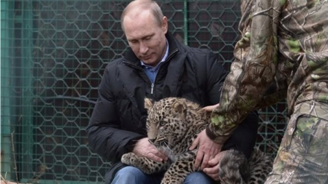 Rusya Devlet Başkanı Vladimir Putin, 2014 Kış Olimpiyatları'nın yapılacağı Soçi'deki bir hayvanat bahçesinde leopar kafesine girdi