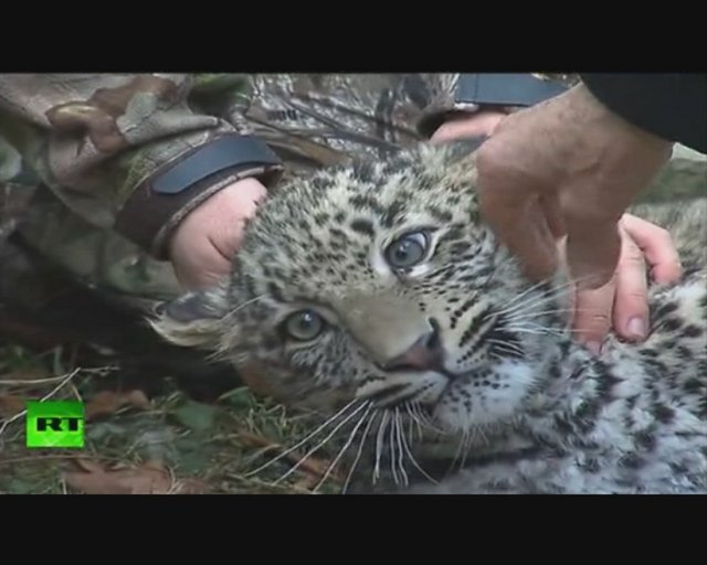Putin kafeste geçen yaz doğan leopar yavrularını sevdi