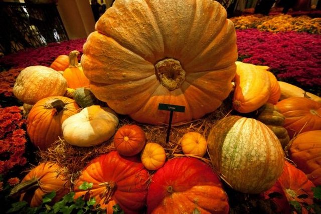 Yeşil kabak ve balkabağı - Her iki kabak türü de yüksek lif içeriği sayesinde tok tutanlar listesinin gözdesi! Yeşil kabağın idrar söktürücü etkisinin yanında kabızlığı giderici özelliği de var.