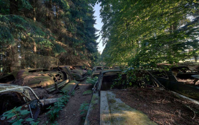 Ormanda saklanan yaklaşık 500 araç bulunuyor.