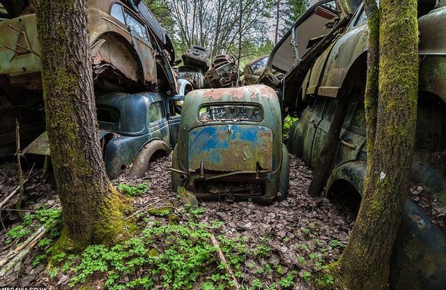 Belçika'nın Chatillon köyündeki ormanda terk edilen yüzlerce eski araç, ormanı adeta araba mezarlığına çevirmiş.