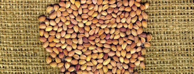 Mahlep ağacının tohumu idrar ve balgam söktürücüdür. Nefes darlığı ve sıtmaya karşı da faydalı olan mahlep, ağrı kesicidir.