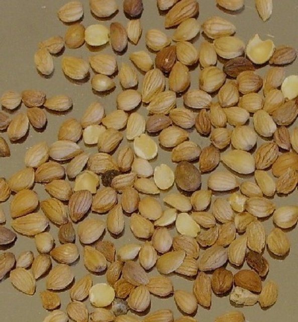 Diyabetle ilaç kullanarak mücadele eden insanlar, doğal reçetelere de sıkça başvuruyor. Mahlep de bunlardan biri.