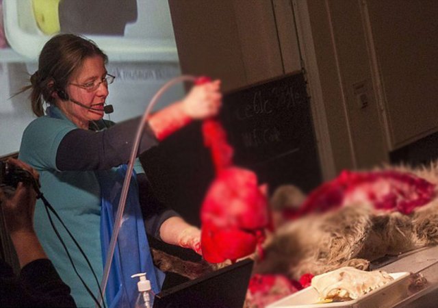 Bu kez bir kurt parçaladılar! - Danimarka'nın başkenti Kopenhag'daki hayvanat bahçesinde bir zürafanın öldürülmesinin yankıları devam ederken ülke yine bir hayvan skandalıyla gündemde
