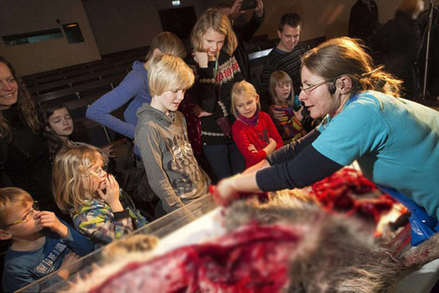 Bir kurdun iç organlarının incelendiği salonda öğrenciler görüntü karşında ne yapacağını bilemedi. Keskin kokuyla mücadele etmek için burunlarını kapadılar.