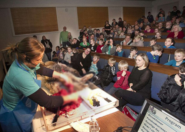 Aarhus Doğal Tarih Müzesi'nde öğrencilere kanlı bir gösteri düzenlendi.