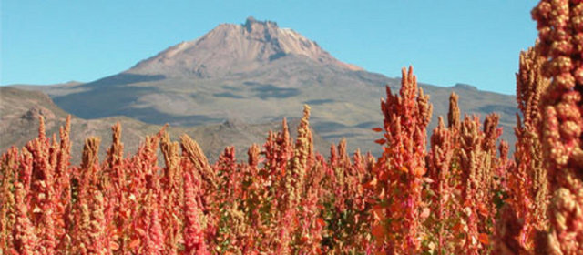 NASA'NIN KİLİT GIDASI - Zengin protein içeriğine sahip  - NASA bu tahılı astronotların beslenmesinde kullanıyor. Protein açısından çok güçlü. Tüm aminoasitleri, A, B, C, D, E ve K vitaminleri içeriyor. Lif oranı çok yüksek. Üstelik tadı da lezzetli.