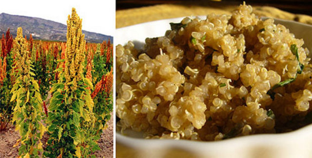 Çiftçilere bu ürünü ekmelerini tavsiye ediyorum. Elimizde çok fazla tohum yok ama elimizden geldiğince yardımcı oluyoruz. Özellikle buğdaya uygun bölgeleri kinoa ile ilgilenebilir.''