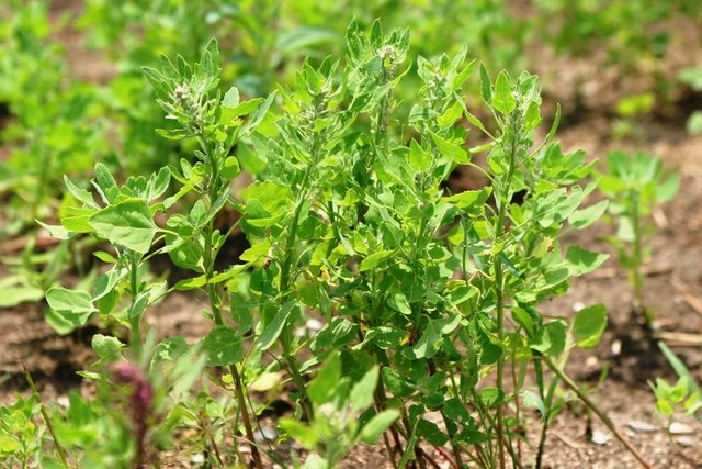 Uluslararası Tarım Örgütü ( FAO ) iklimi müsait bölgelerde çiftçilerin bu ürüne yönelmelerini tavsiye ederken, Birleşmiş Milletler ( BM ) geçen yıl 'Dünya Kinoa Yılı' ilan etti.