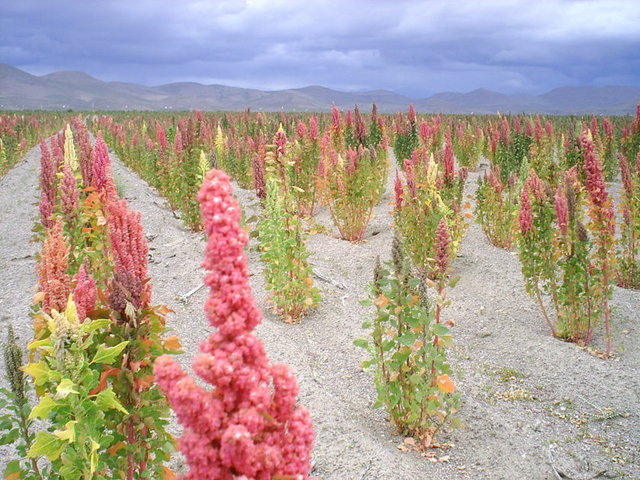 Anavatanı oldukça soğuk ve yüksek platolara sahip Güney Amerika'nın batı kıyısındaki And Dağları bölgesi olan Kinoa, ağıtlıklı olarak Kolombiya, Arjantin, Peru, Bolivya, Şili ve Ekvador'da yetiştiriliyor.