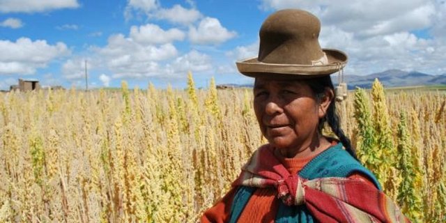 Geliştirdiğimiz tohumları Antalya, Mersin, Zonguldak, Konya, Kırşehir, Yozgat ve Niğde'de çiftçilere verdik. Şimdi onlar da deneme üretimi yapacak. Yozgat Belediye Başkanı Yusuf Başer konuyla yakından ilgileniyor.