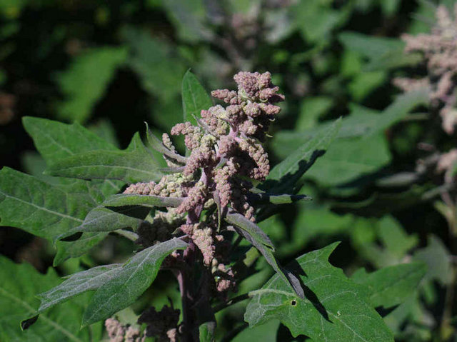 Kinoa'nın Türkiye'ye ilk ithalatı dört yıl önce yapılmış. Ambalajlı ürün olarak market raflarında yerini almaya başladı. Ayrıca markalı restoran zincirleri ile beş yıldızlı otellerin  dünya mutfaklarında  Kinoalı yemekler hazırlanıyor.