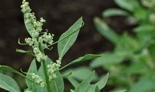 SON yıllarda ABD başta olmak üzere Avrupa ülkelerinde trend olan Kinoa ( quinoa ) bitkisi Türkiye'de yeni yeni tanınmaya başladı.