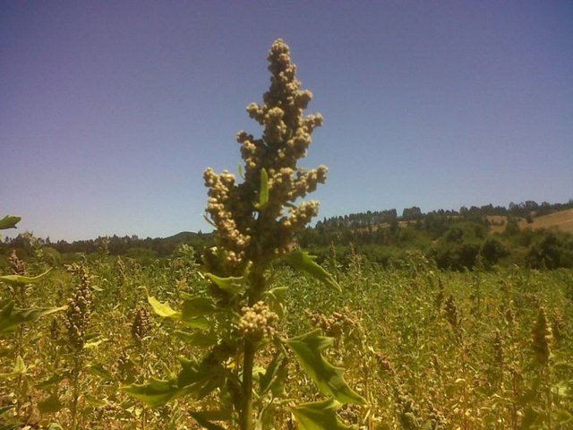 Pilav gibi de tüketilebilir. Tüketiminin yaygın olduğu bölgelerde un, bisküvi, makarna ve ekmeği yapılıyor. Biz keklerin içine de koyuyoruz'' diyor.