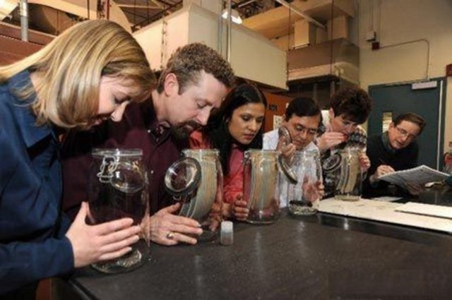 Koku koklayıcıları