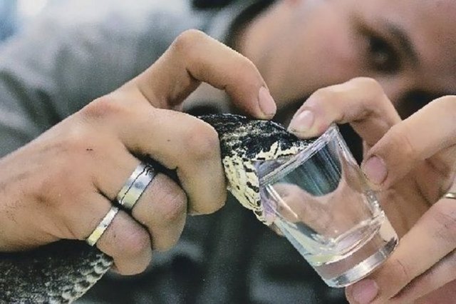 Yılan sütü sağıcısı