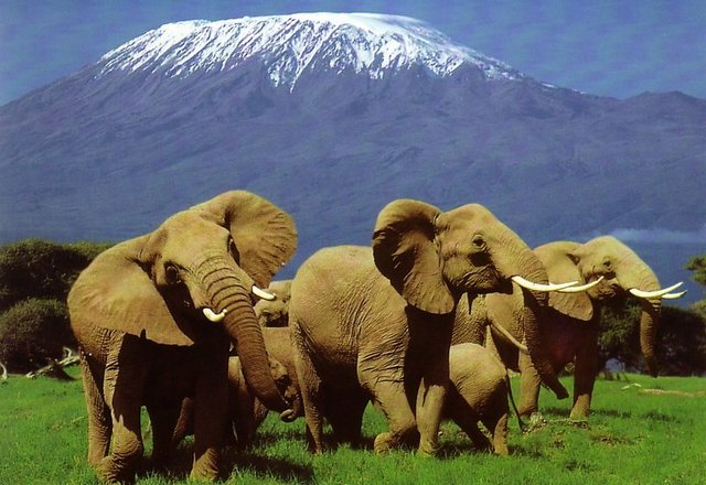 Kenya yüzde 40