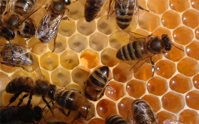 Bu yapış yapış tatlandırıcı içindeki karbonhidratlar sayesinde hem bedene ani enerji hem de çalışan kaslara yakıt sağlar. "B Vitamini bakımından zengin olması, testosteron üretimi için faydalıdır.