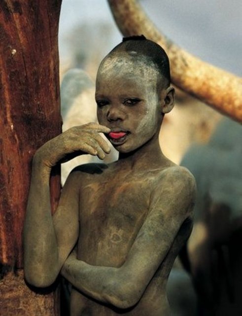 Dinkalar düzenli traş ederek sığırların boynuzlarını değiştirir.