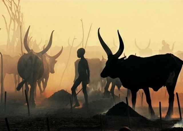 Başlıca uğraşları hayvancılık olan Dinkalar, Ekim'den Nisan ayına kadar sığır sürülerini nehir kıyısındaki otlaklara götürüyor.