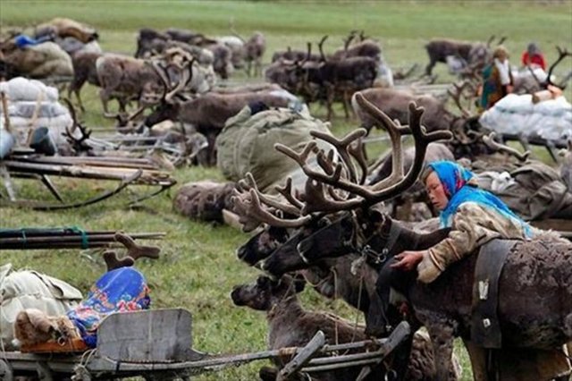Eksi 50'lere varan soğuklarda çadırlarda yaşayan Nenetler, huzur içindeki yaşamlarını dünyadaki enerji krizi nedeniyle kaybetmek üzereler...