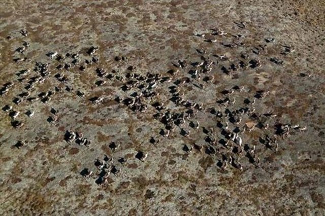 Bir dönem Stalin'in tarafından katilama uğrayan Nenetlerin bulunduğu bölge artık dünya için çok önemli. Dünyanın bilinen doğalgaz rezervlerinin dörtte biri burada bulunuyor.  -