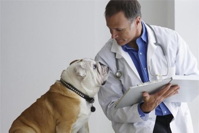 21. Veteriner -  -  - Yıllık kazancı 70 bin 800 dolar