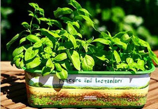 Yumurtalarınızı haşladıktan sonra kalan suyu saksılarınıza dökün. Bitkiler için oldukça besleyicidir.