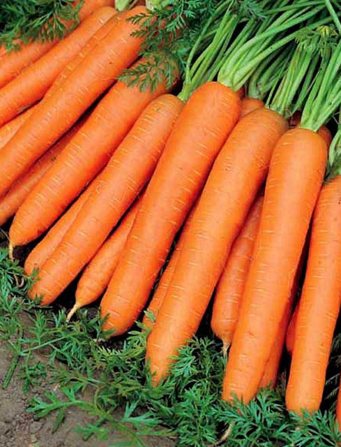 Evden makyajsız çıktığınız günlerde havuç yiyerek yüzünüze renk gelmesini sağlayabilirsiniz.