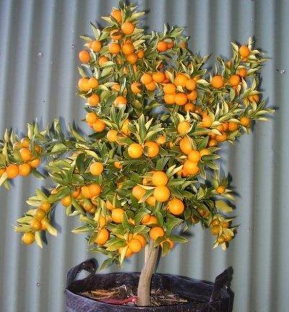 Özellikle tatlı ihtiyacını bastıran meyvelerden biridir.