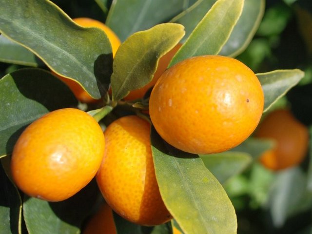 "Bu meyveler grubundan olsa da kabuğu ile tüketmeniz daha önemlidir. Kokusu hepimizin sevdiği bergamotu andırmaktadır.