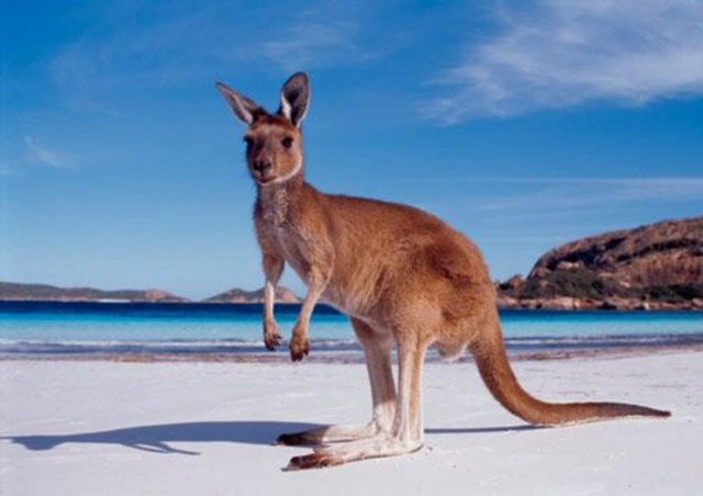 2004 yılında ünlü bir cips markası, Avustralya'da bir TV reklamında oynatmak üzere Selak'la iletişime geçti.