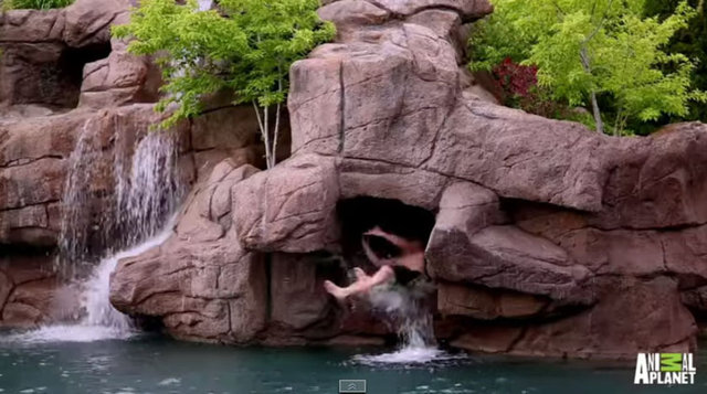 Tonlarca beton ve demirin kullanıldığı havuza doğal bir kayalık görünümü verilmiş ve havuz bölgeye uygun yeşilliklerle çevrelenmiş. -