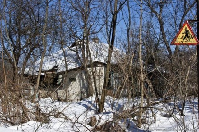 AĞAÇLAR ÇÜRÜMÜYOR - Çernobil faciasının etkileri halen görülüyor.