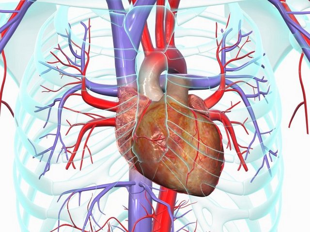 Bu ölümlerin pek çoğunda kalbin işlevi arteriosklerose (damar iç duvarlarının hasar görmesi) ya da kalp odacıklarının çalışma bozukluğu nedeniyle zayıf düşmüş oluyor.