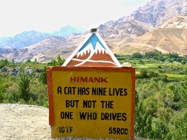 Bir kednin 9 canı var ama otomobili kullananın değil...