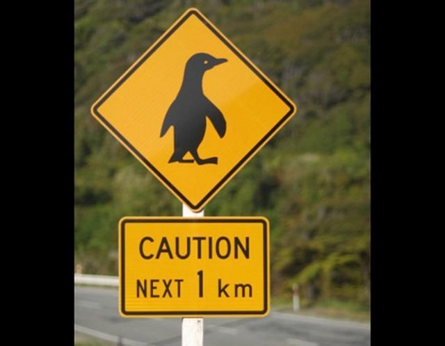 1 km sonra dikkat! Ah şu penguenler yok mu!