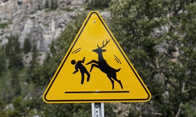 Bir geyik tarafından boynuzlanmak istemiyorsanız aman dikkat...